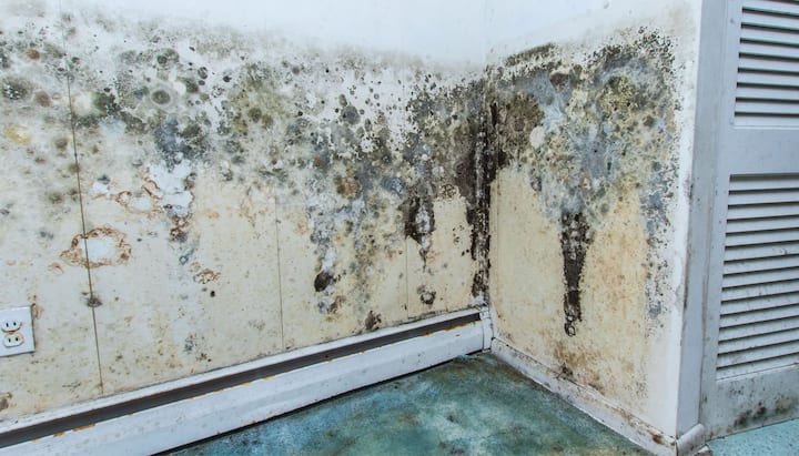 Mold-Damager-Odor-Control in Parker